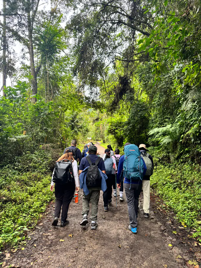 Grupo caminando tranquilo por un sendero de bosque frondoso